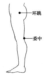 图2-23-2环跳、委中