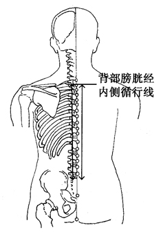 图2-4-2背部膀胱经内侧循行线