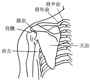 图17-3肩中俞穴取穴图