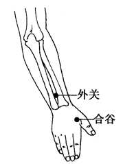 图2-20-2外关、合谷