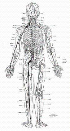 《针灸学》附经穴图