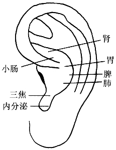 图7-1耳穴埋豆按压取穴图