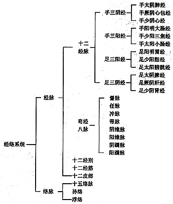 经络系统的组成