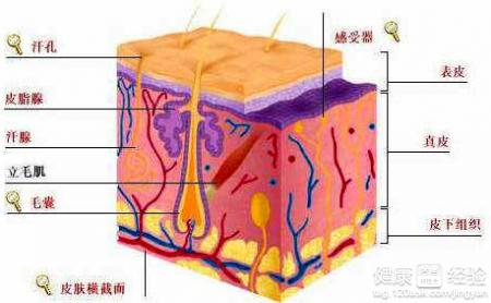 脂溢性皮炎有什么症状