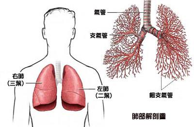 肺癌中晚期能活多久