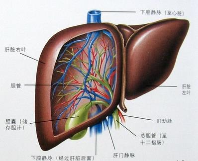 肝癌手术治疗有何需要注意点