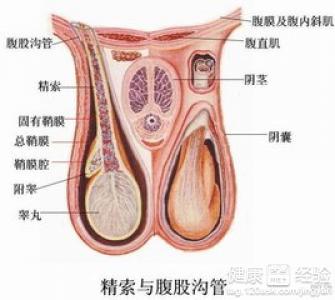 鞘膜积液有什么并发症