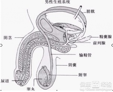 鞘膜积液的病因是什么