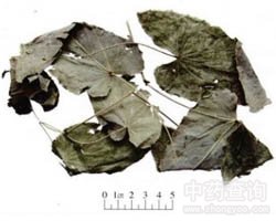 淫羊藿的功效与作用