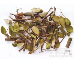 了哥王的功效与作用