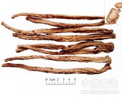 党参的功效与作用