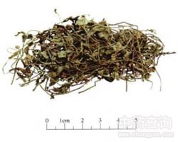 半边莲的功效与作用