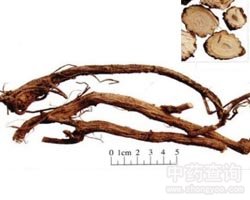 大戟的功效与作用