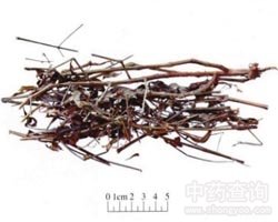 穿心莲的功效与作用