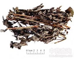 仙鹤草的功效与作用