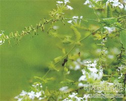 白花丹的功效与作用