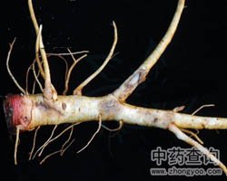 山芝麻的功效与作用