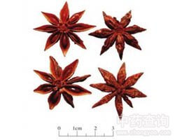 八角茴香的功效与作用