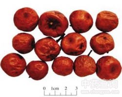 川楝子的功效与作用