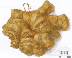 生姜药材