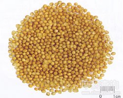 芸薹子的功效与作用