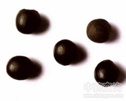 无患子的功效与作用