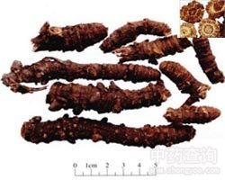 羌活的功效与作用