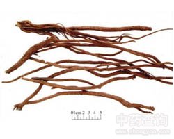 牛膝的功效与作用