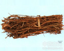 六月寒药材