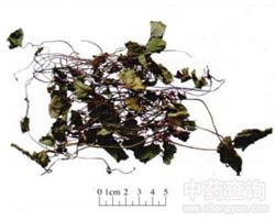 积雪草的功效与作用