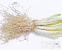 葱白的功效与作用