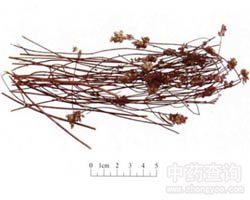 香薷的功效与作用