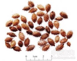 苍耳子的功效与作用