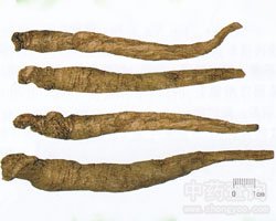 荠苨的功效与作用