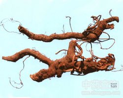 苎麻根的功效与作用